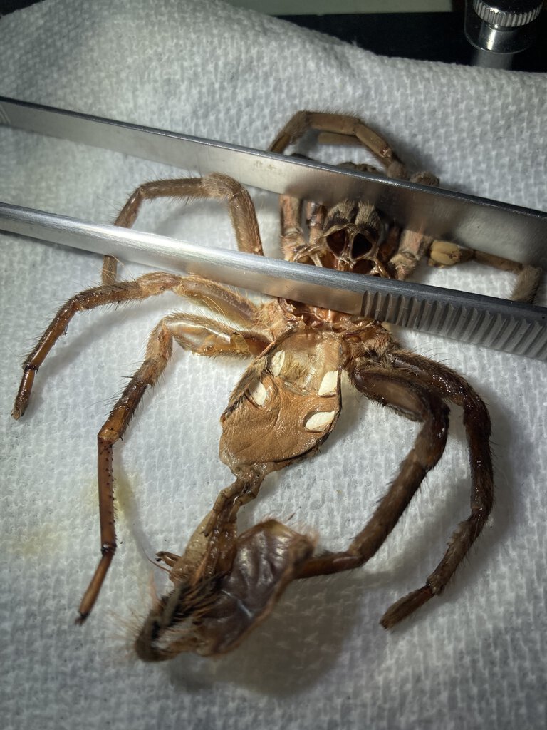 Large tweezers for scale. Xenesthis immanis.