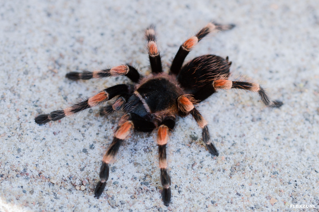 Larger female