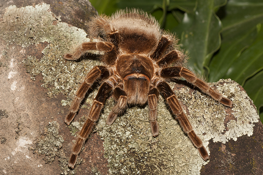 Larger view of last tarantula