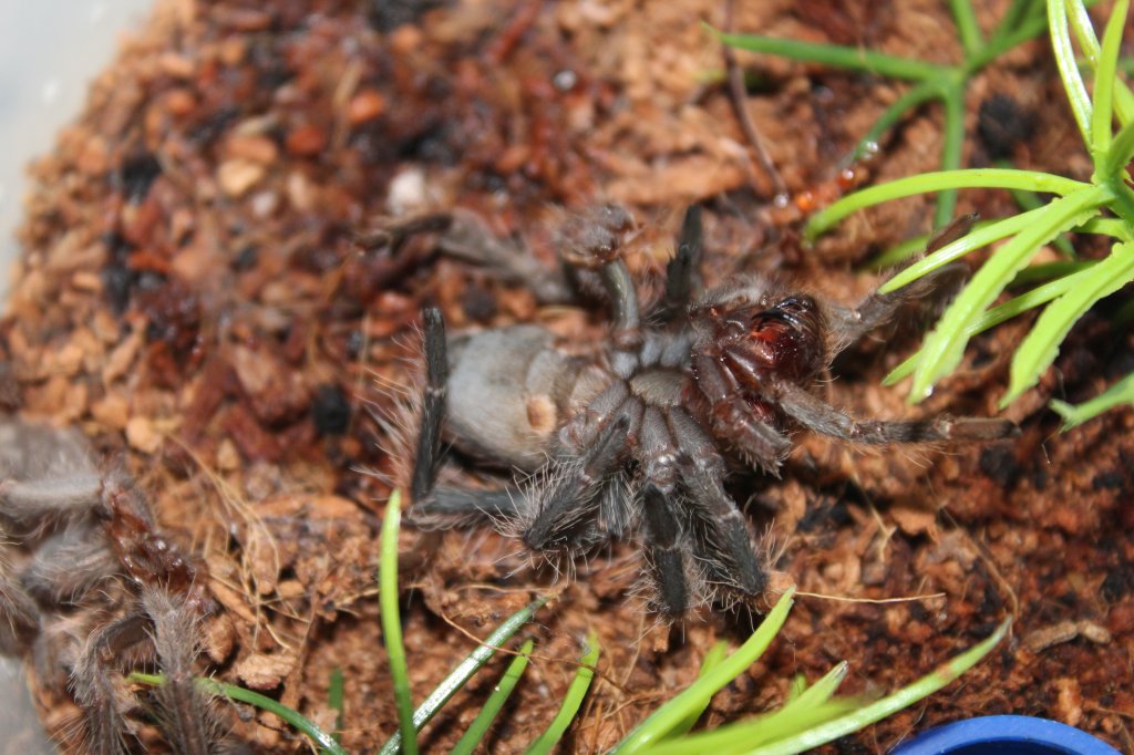 Lasidora Difficilis 2
