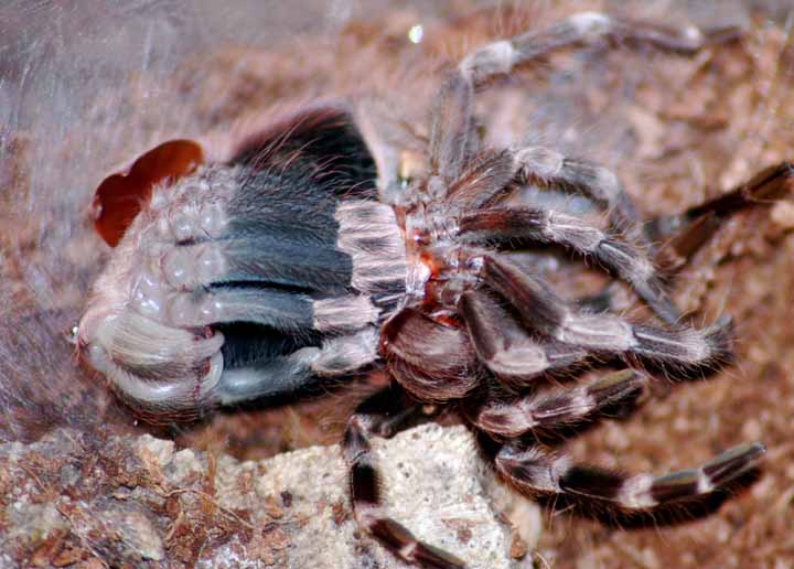 (Lasiodora cristata)Brazilian red and white molting