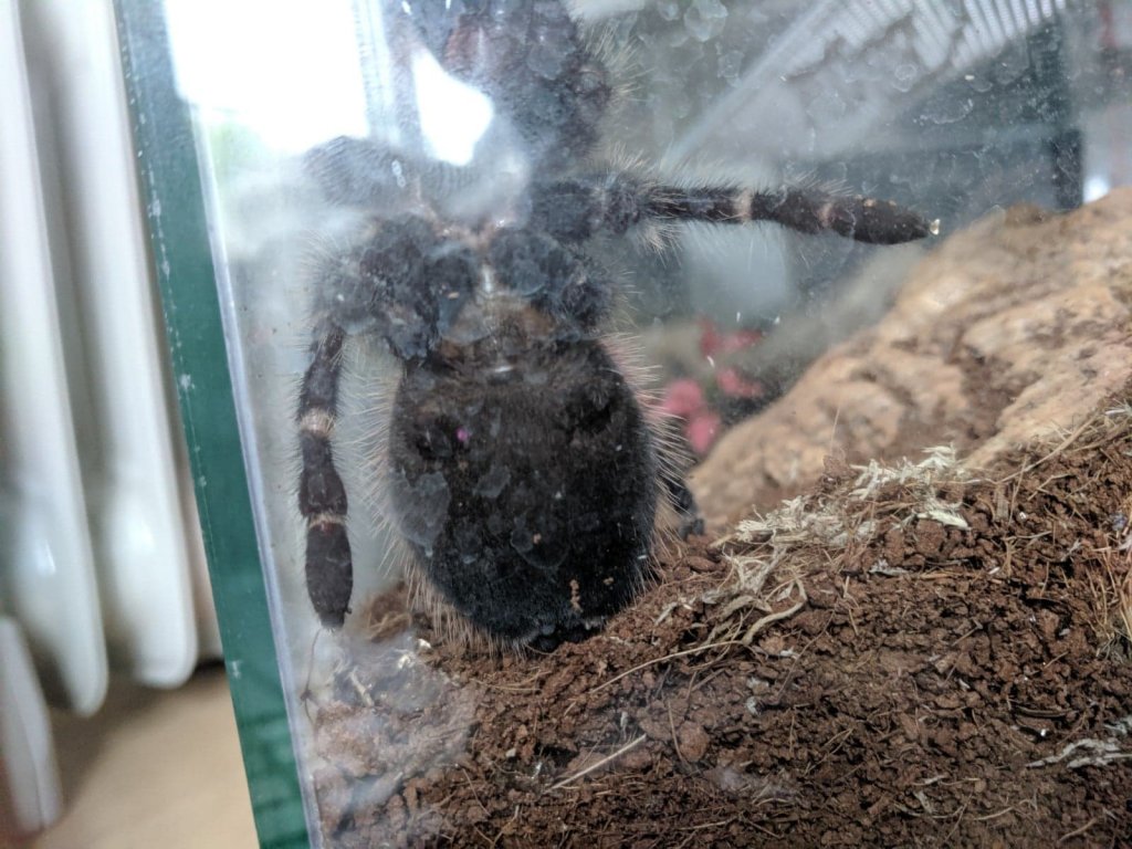 Lasiodora difficilis [4/4]