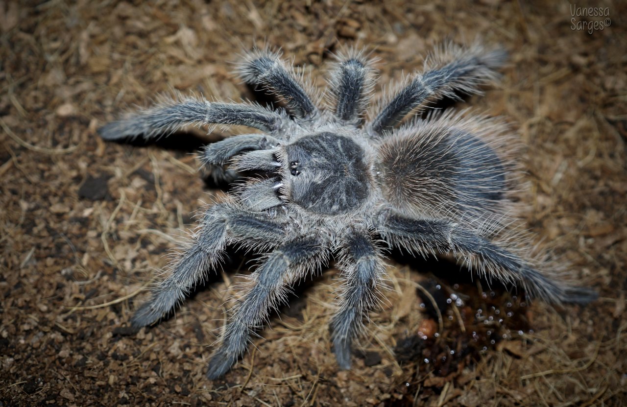 Lasiodora difficilis Juvenile Female