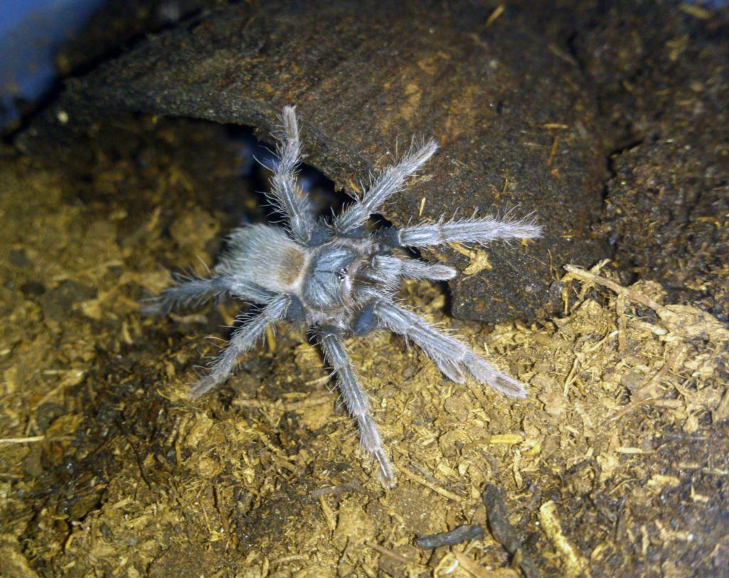 Lasiodora difficilis l6