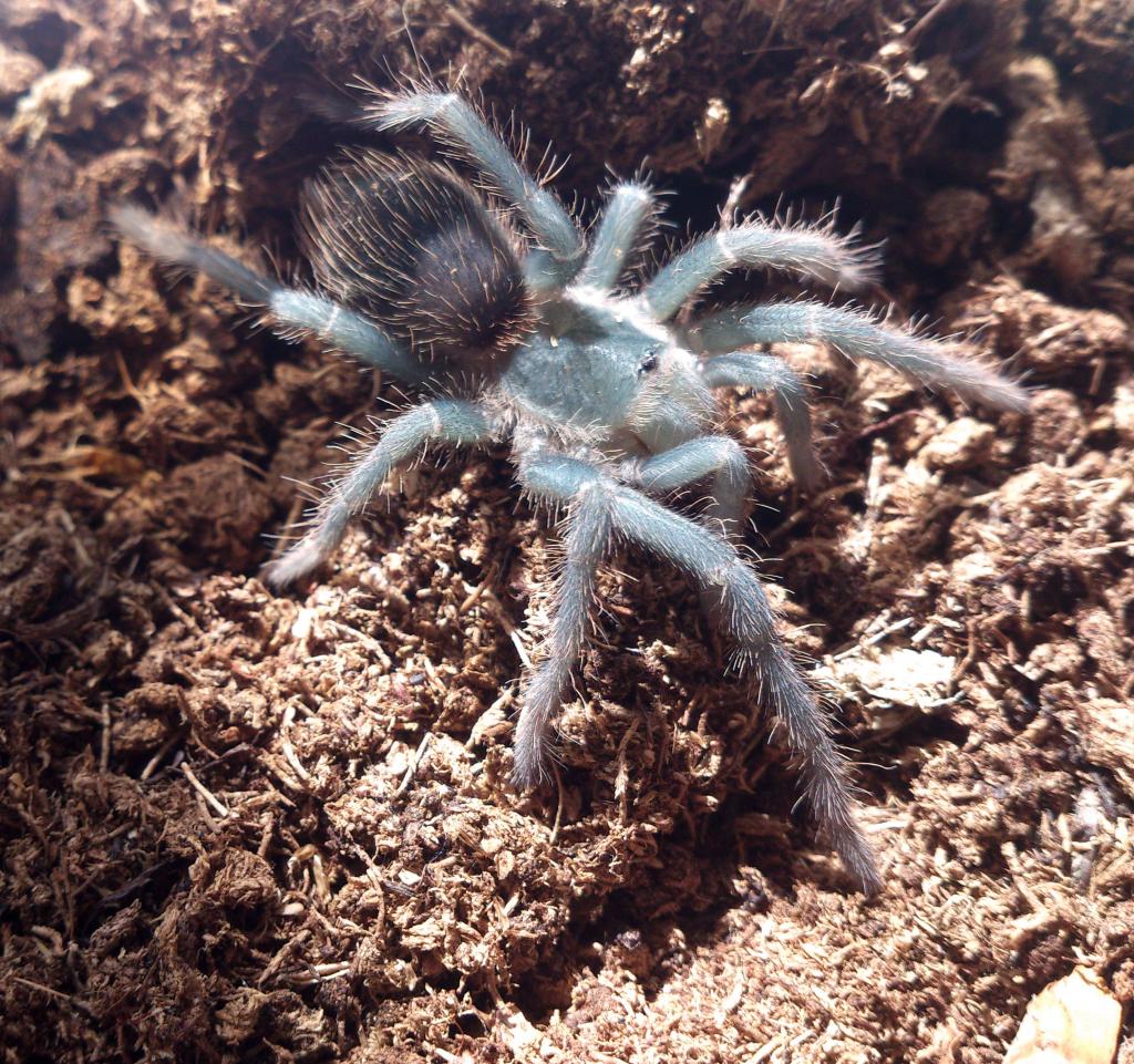 Lasiodora Difficilis l7