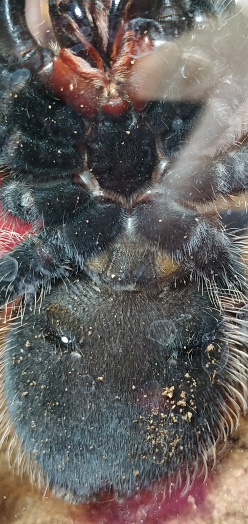 Lasiodora difficilis male or female?