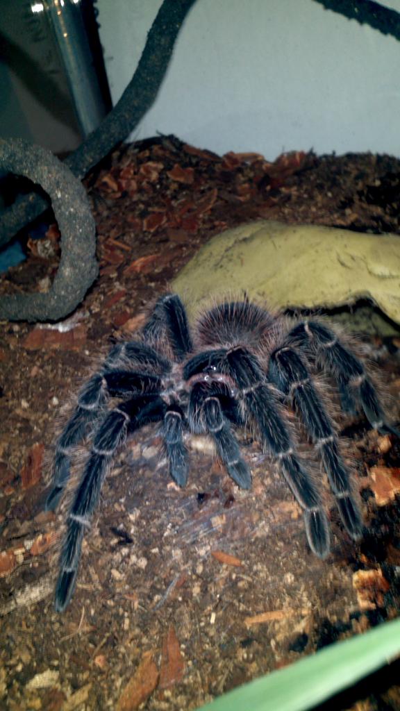 Lasiodora difficilis (mature male)