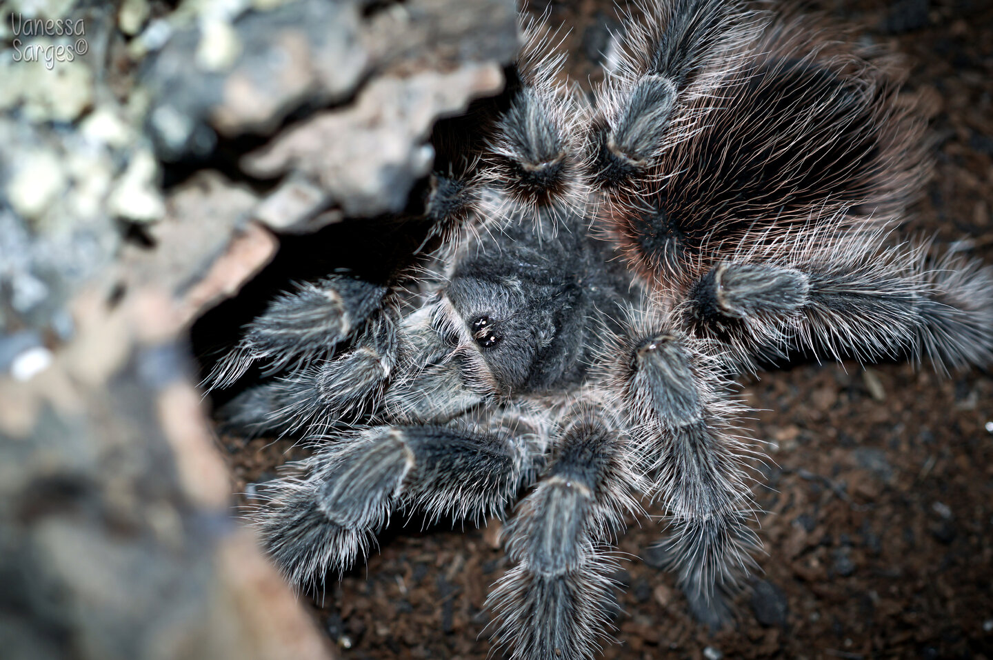 Lasiodora difficilis Sub-Adult Female