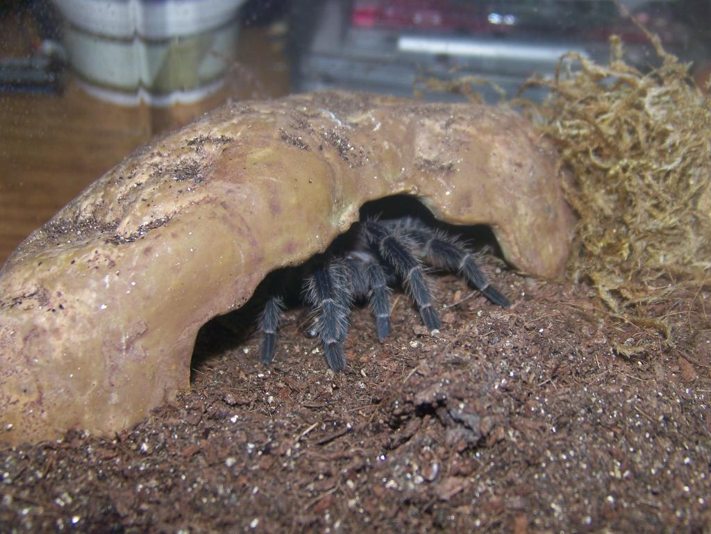 Lasiodora Difficilis