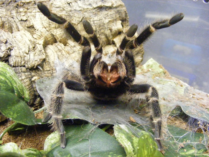 Lasiodora Difficilis