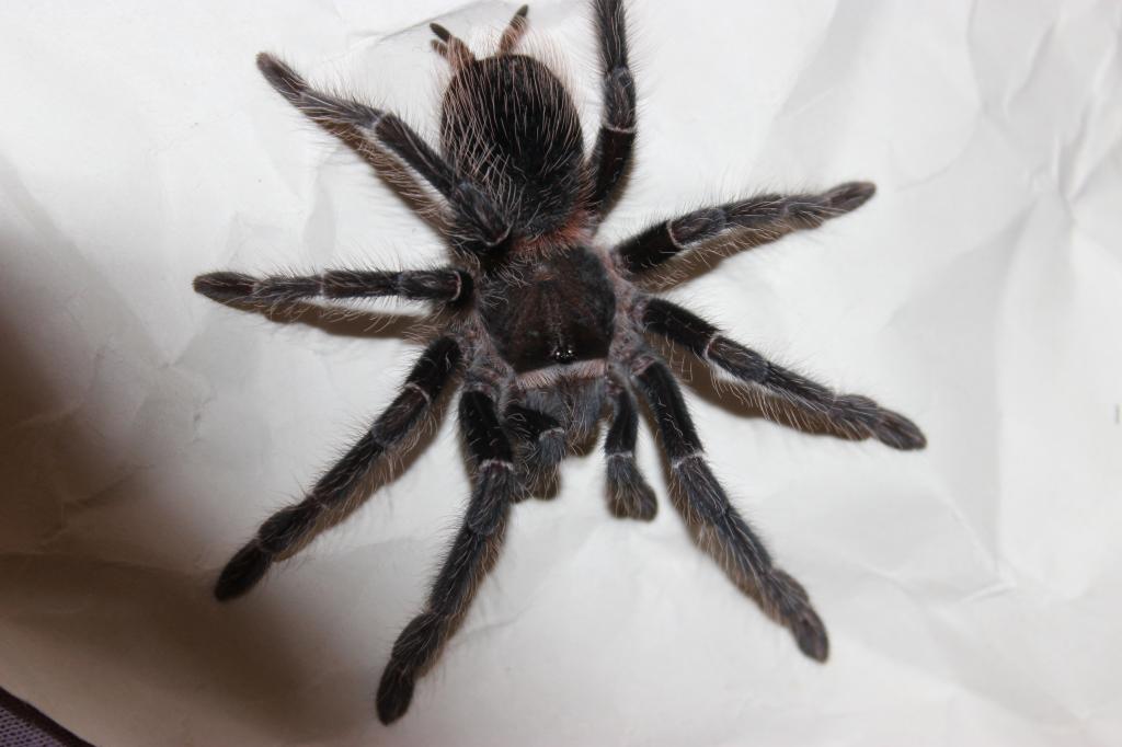 Lasiodora difficilis