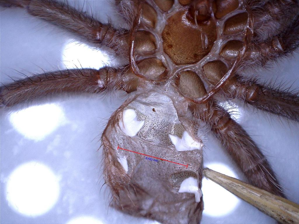 Lasiodora difficilis