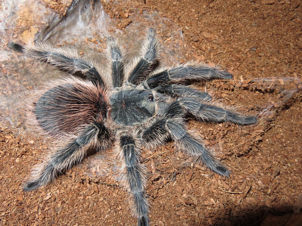 Lasiodora difficilis