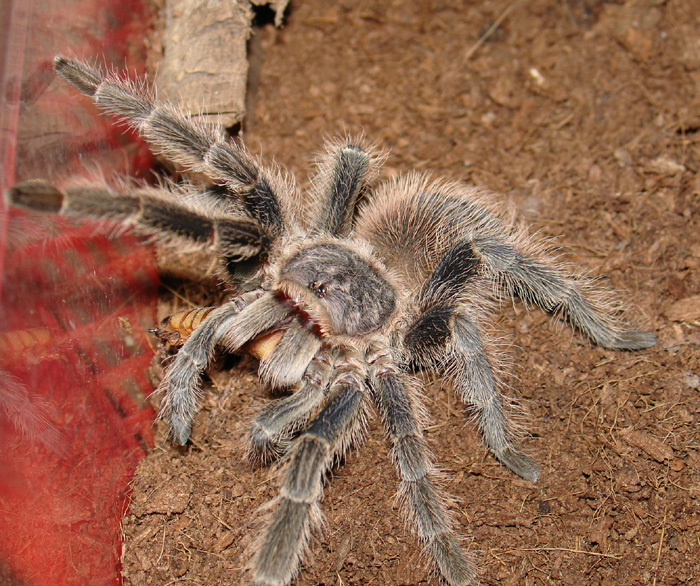 Lasiodora difficilis