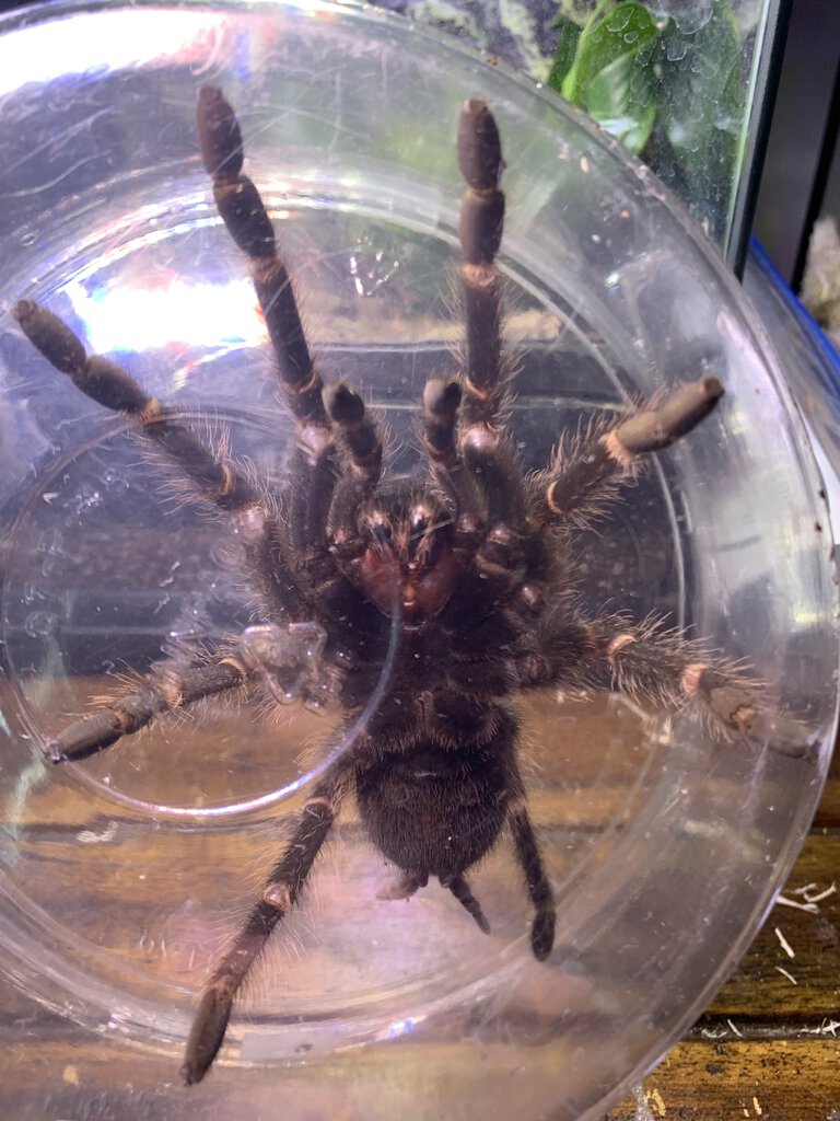 lasiodora difficilis