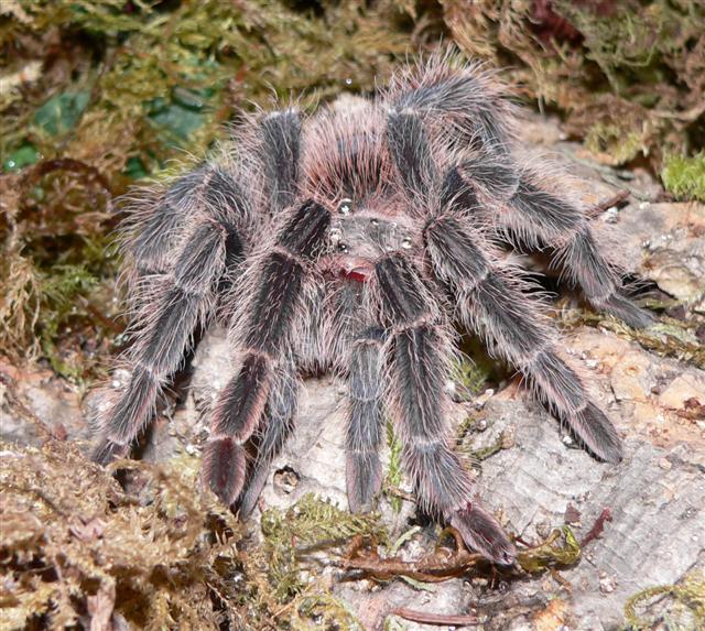 Lasiodora difficilis