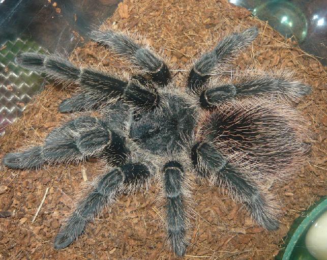 Lasiodora Difficulis