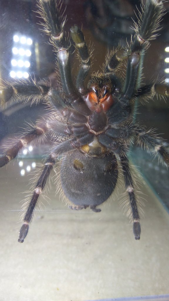 Lasiodora Dificilis male or female2?