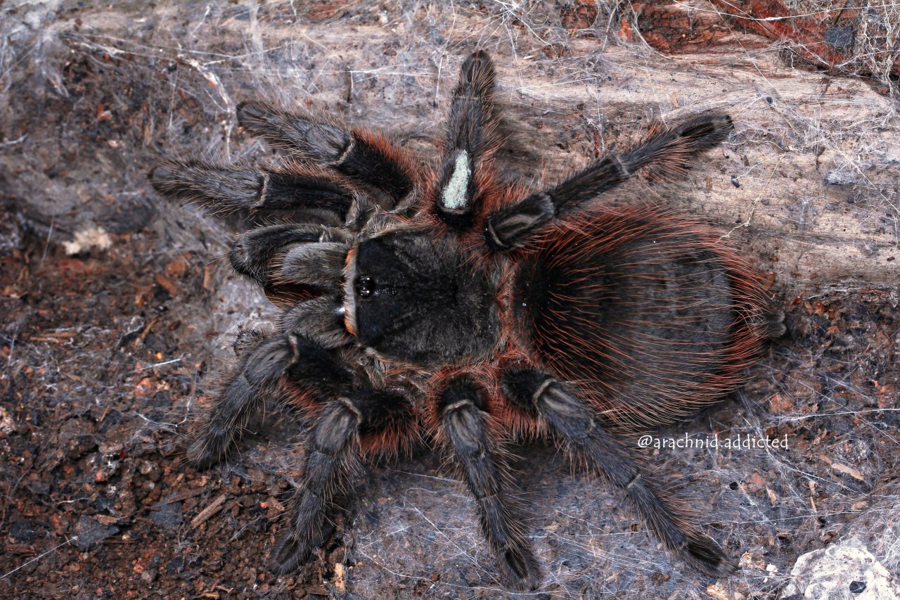 Lasiodora isabellina.