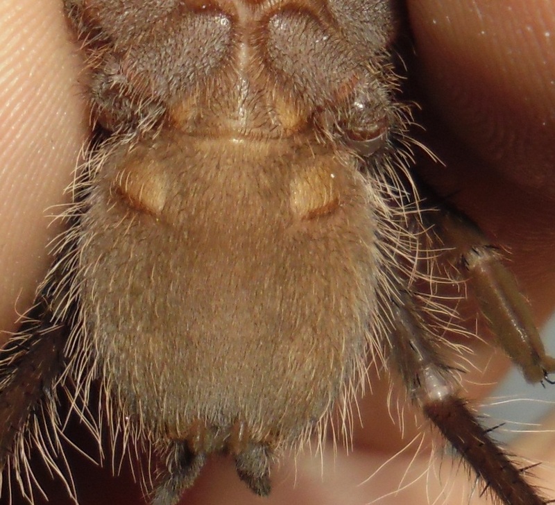 Lasiodora itabunae  M or F ?