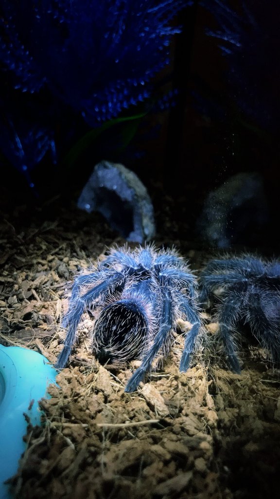 Lasiodora itabunae?