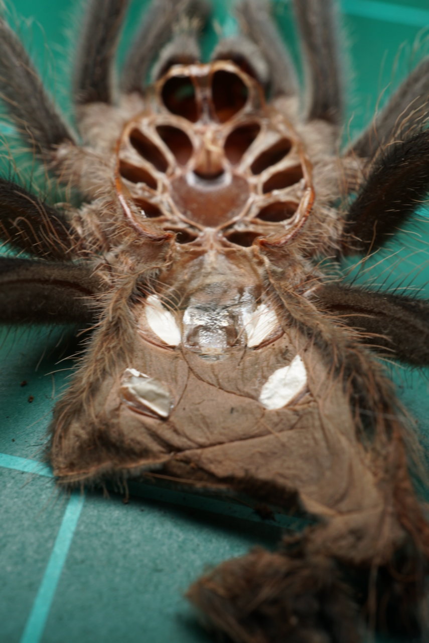 Lasiodora itabunae