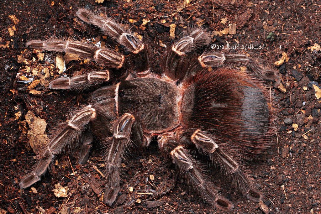 Lasiodora itabunae