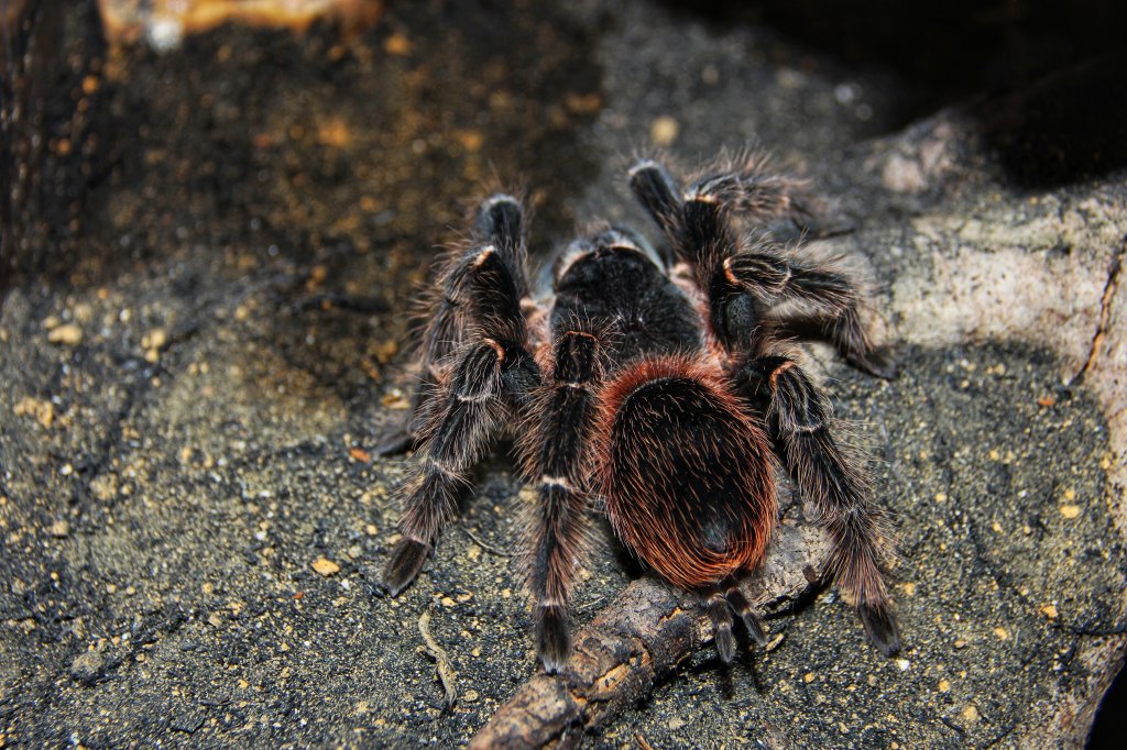 Lasiodora klugi [1/3]