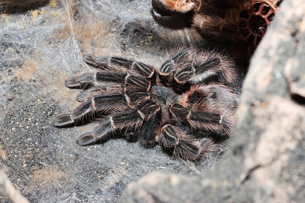 Lasiodora klugi [3/3]