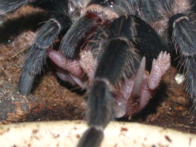 Lasiodora Klugi Feeding