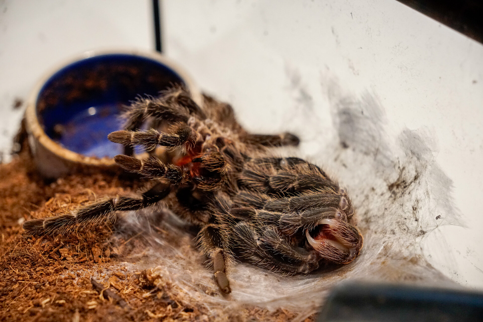 Lasiodora klugi molting