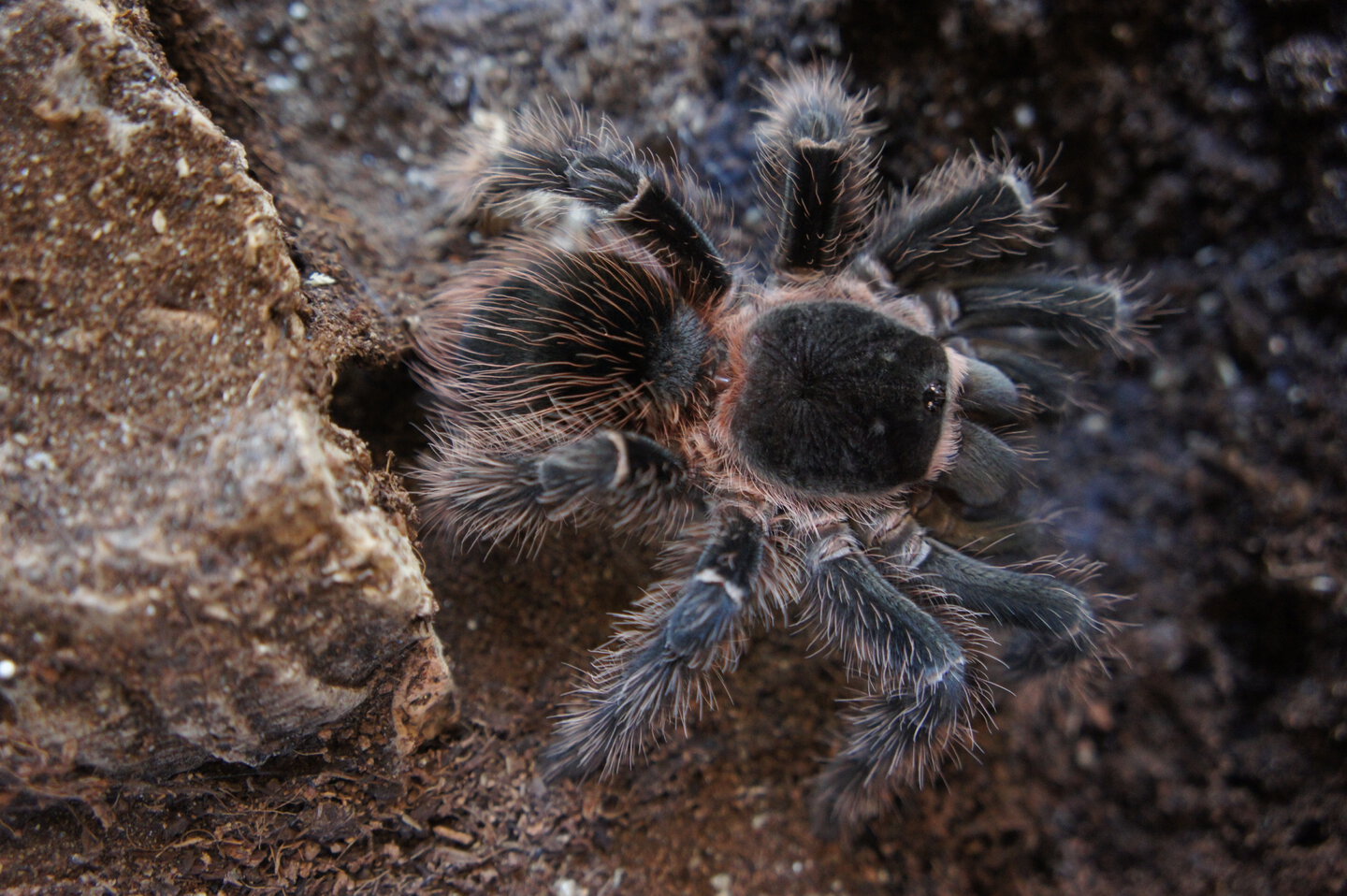 Lasiodora klugi? or something else...