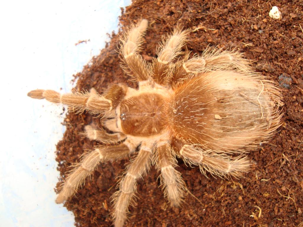 lasiodora klugi?