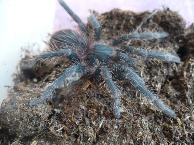 Lasiodora Klugi