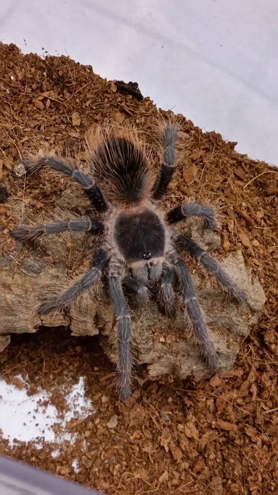 Lasiodora Klugi | Arachnoboards