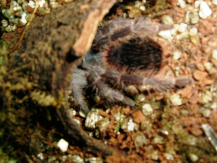 Lasiodora klugi