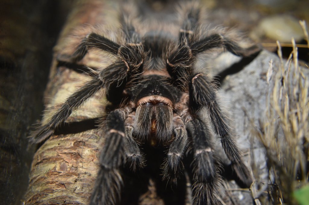 Lasiodora Parahybana 1.0