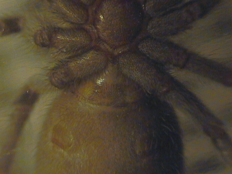 Lasiodora parahybana 2.75" male or female