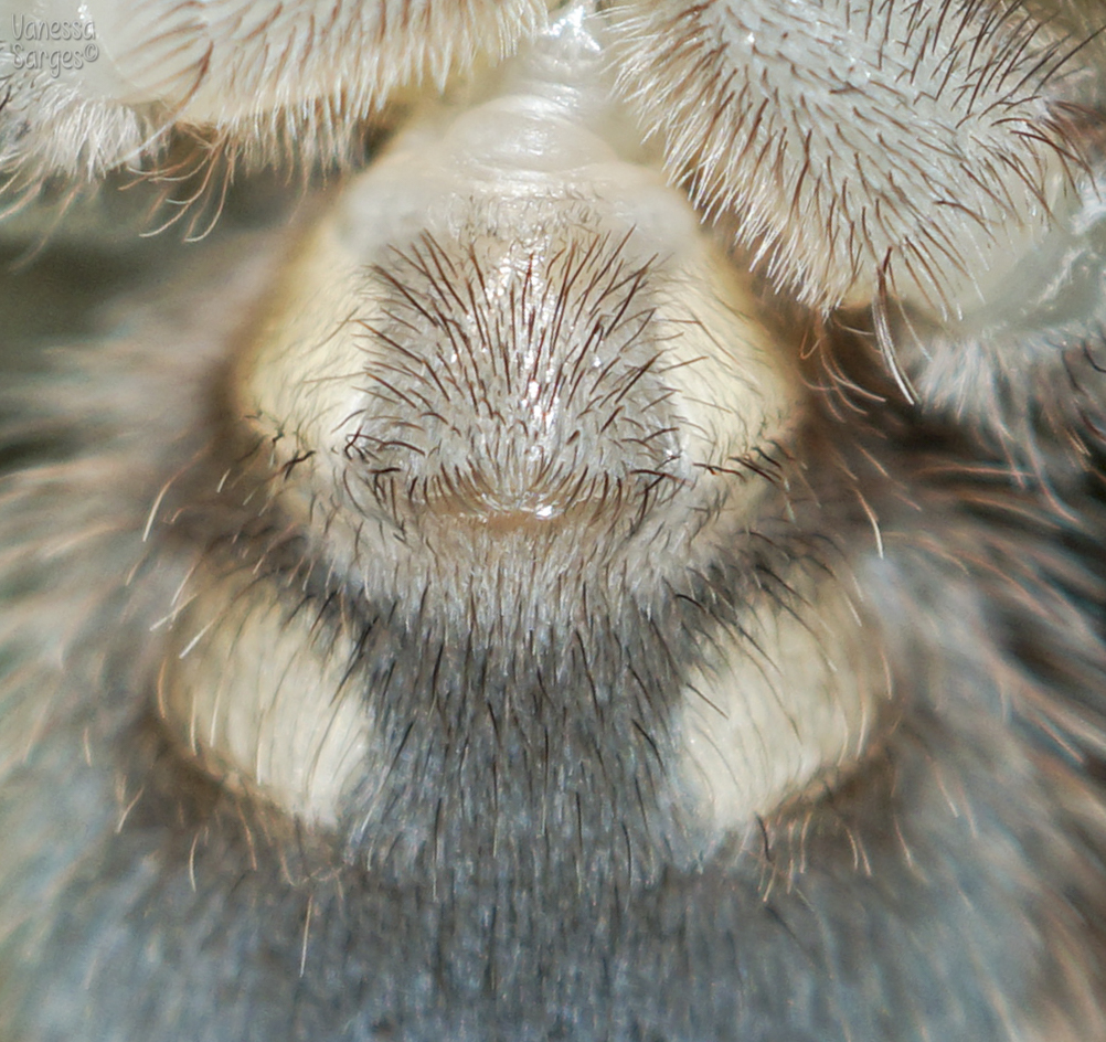 Lasiodora parahybana - 2"