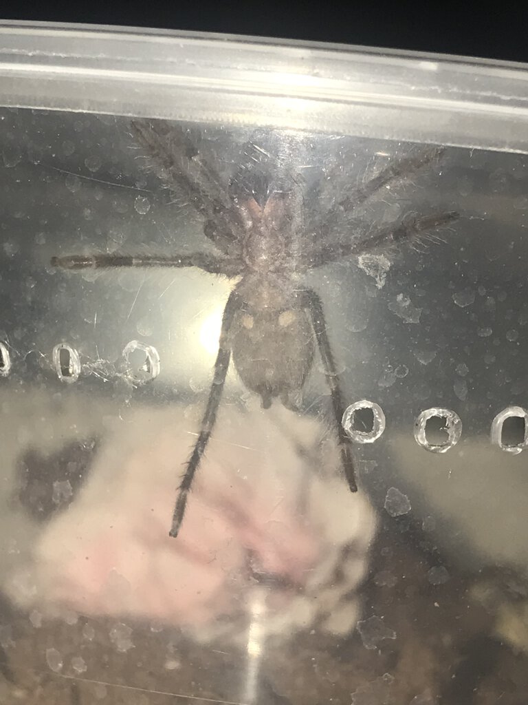 Lasiodora parahybana 2inch