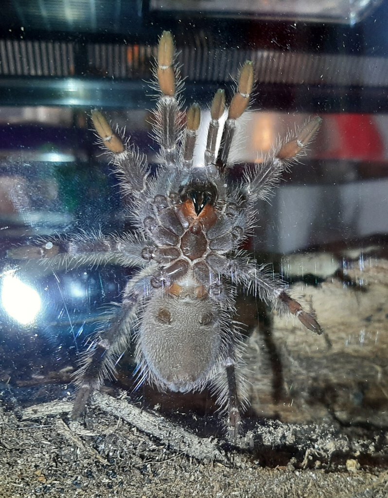 Lasiodora parahybana ~4in.jpg