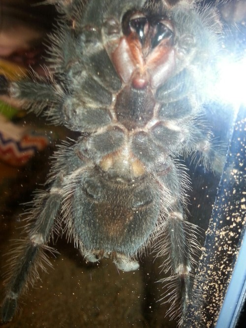 Lasiodora parahybana 5inch juvie