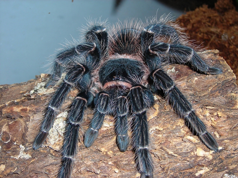 Lasiodora Parahybana 7" Female