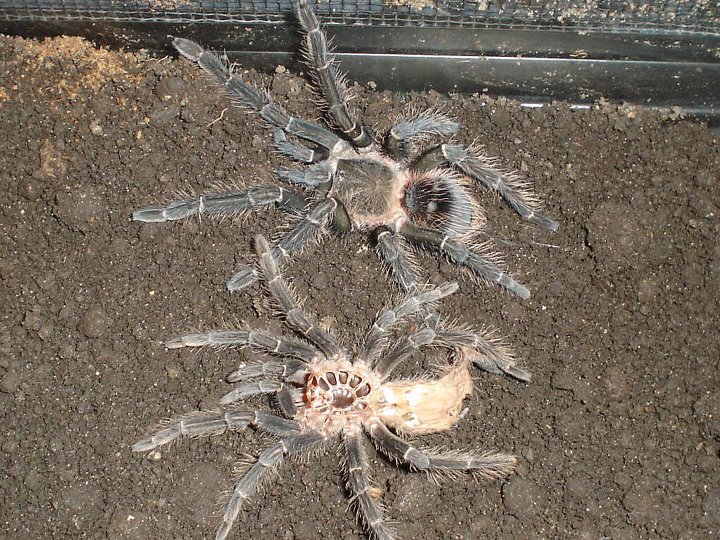 Lasiodora Parahybana after molt