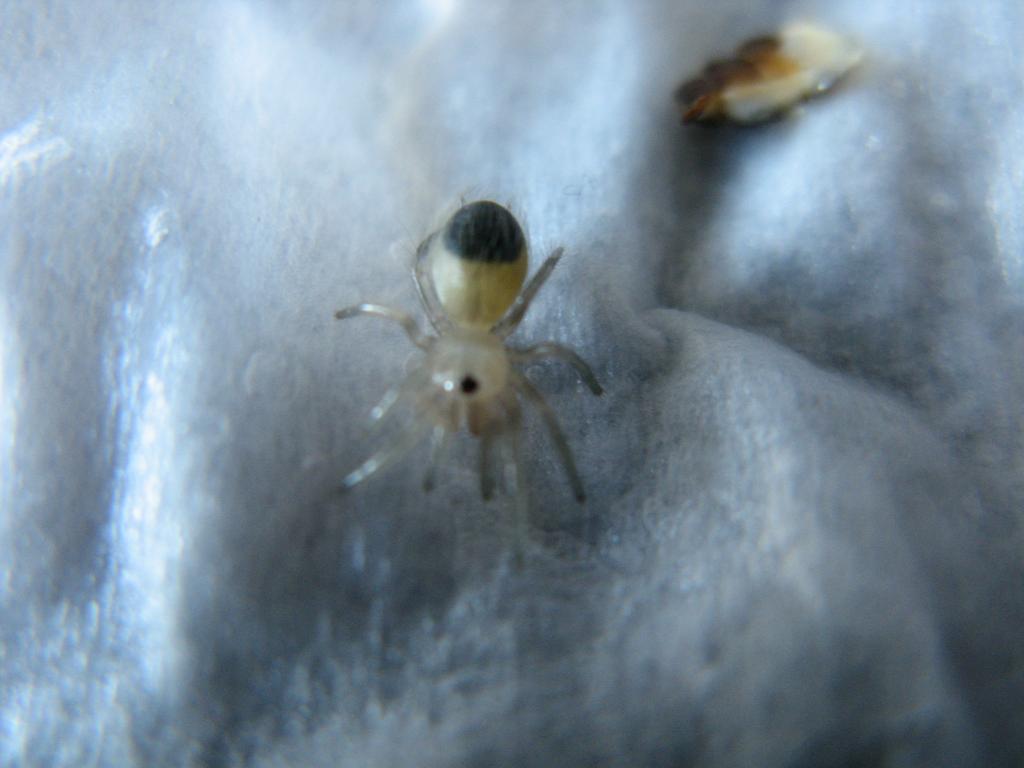 Lasiodora Parahybana After The First Molt