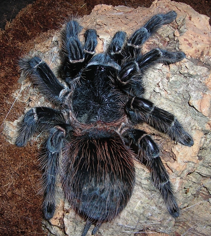 Lasiodora Parahybana Female 7"+