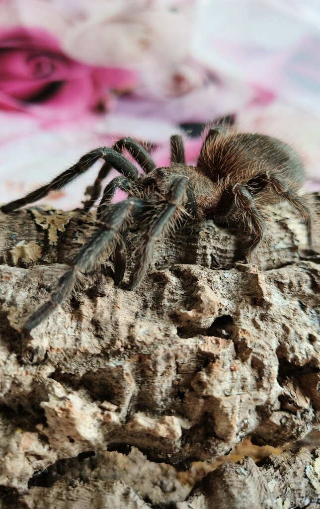 Lasiodora parahybana (Female)