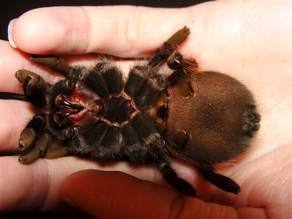 Lasiodora Parahybana "Jukka" underside