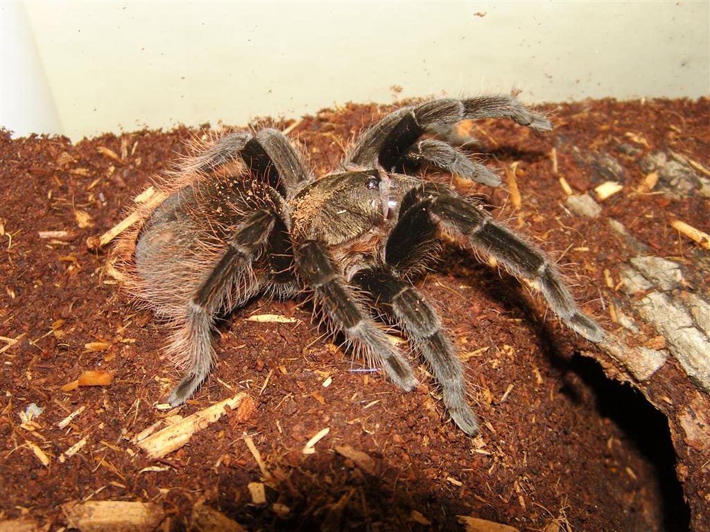 Lasiodora Parahybana "Jukka"