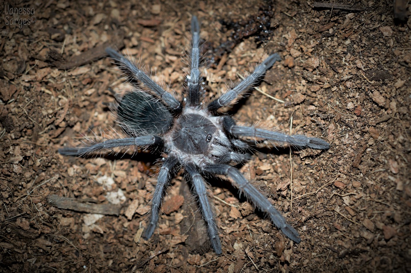 Lasiodora parahybana Juvenile Female